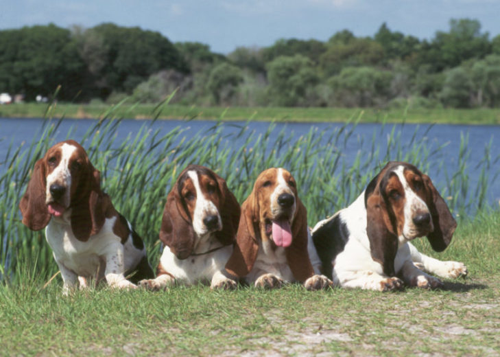 Bashett Newsletter - Calgary Basset Rescue Society