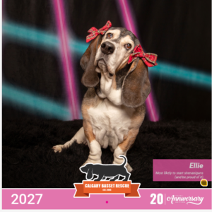 Calgary Basset Rescue Calendar 2027